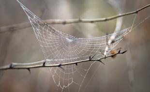 Spider webs contain information about the species living around them. (Photo: Iurie Nistor, via Wikimedia Commons.)