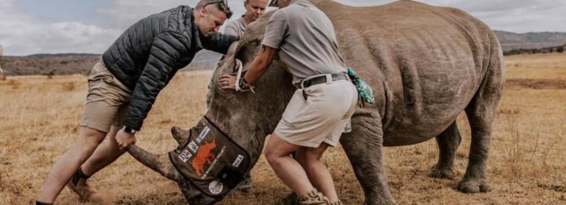 Scientists prepare to insert radioactive pellets into a rhinoceros’ horn. (Photo via the Rhisotope Project’s Facebook page.) Scientists prepare to insert radioactive pellets into a rhinoceros’ horn. (Photo via the Rhisotope Project’s Facebook page.)