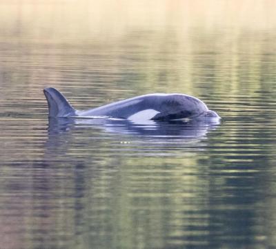 A baby orca became stranded in a lagoon near Vancouver Island. (Photo: Nicolette Audy via X.)