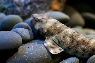 A swell shark. (Photo: City and Color, CC BY 2.0, via Wikimedia Commons.)