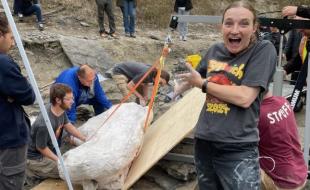 Paleontologists in Alberta carefully remove a huge dinosaur skull from the ground. (Photo: Philip J. Currie Dinosaur Museum, via X.)