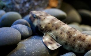 A swell shark. (Photo: City and Color, CC BY 2.0, via Wikimedia Commons.)